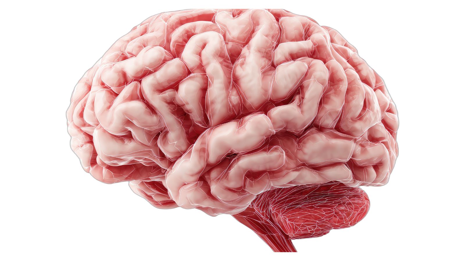 Bán cầu não trái thường được xem là trung tâm lý trí