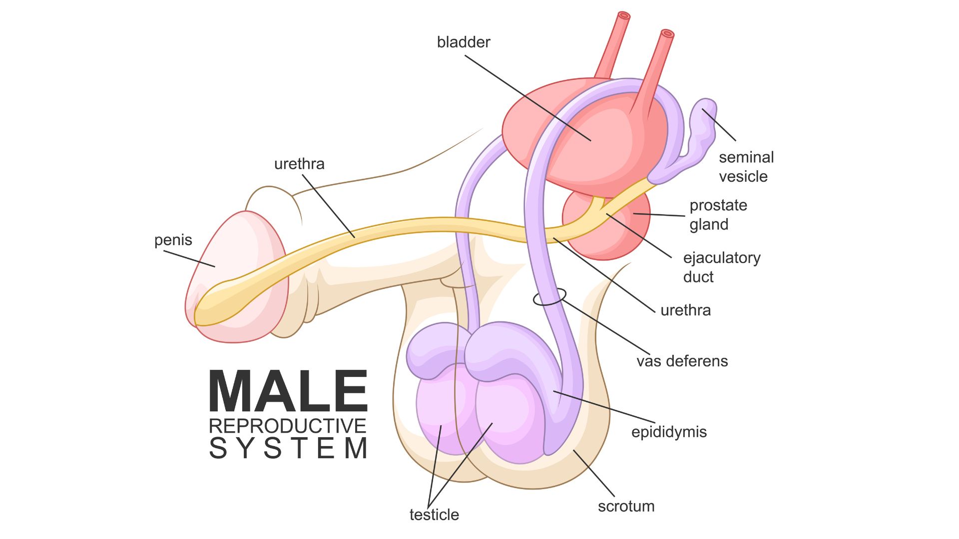 tinh-hoan-la-gi-cau-tao-va-chuc-nang-cua-tinh-hoan-doi-voi-nam-gioi 2.jpg