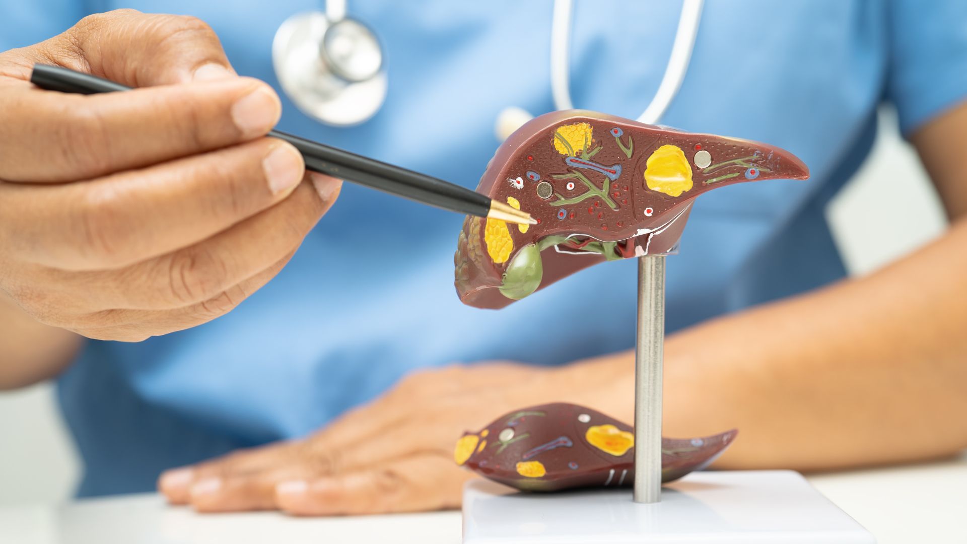 Tĩnh mạch gan có chức năng dẫn máu từ nhu mô gan đổ vào tĩnh mạch chủ dưới