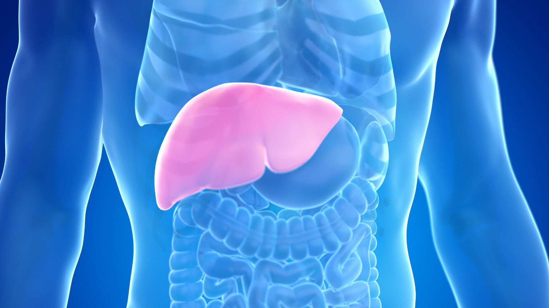 Gan gồm có ba tĩnh mạch gan chính