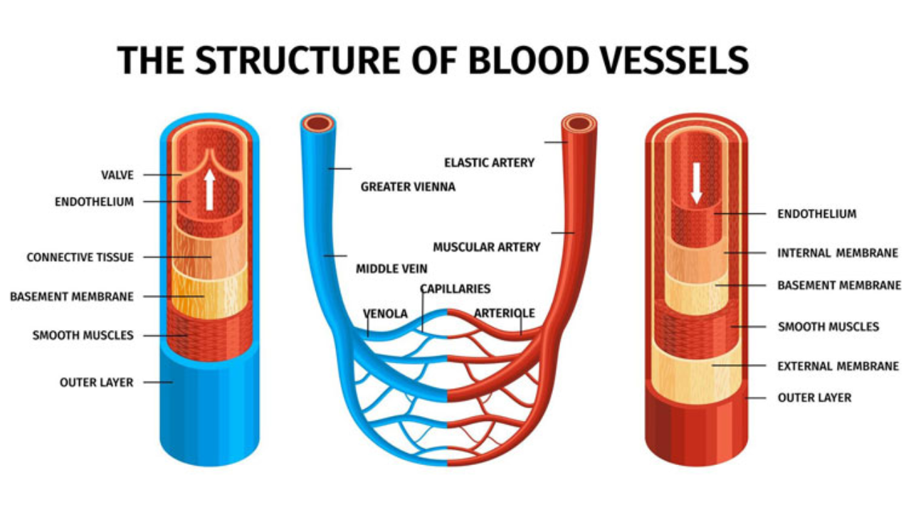 Cấu tạo của tĩnh mạch gồm hai lớp chính