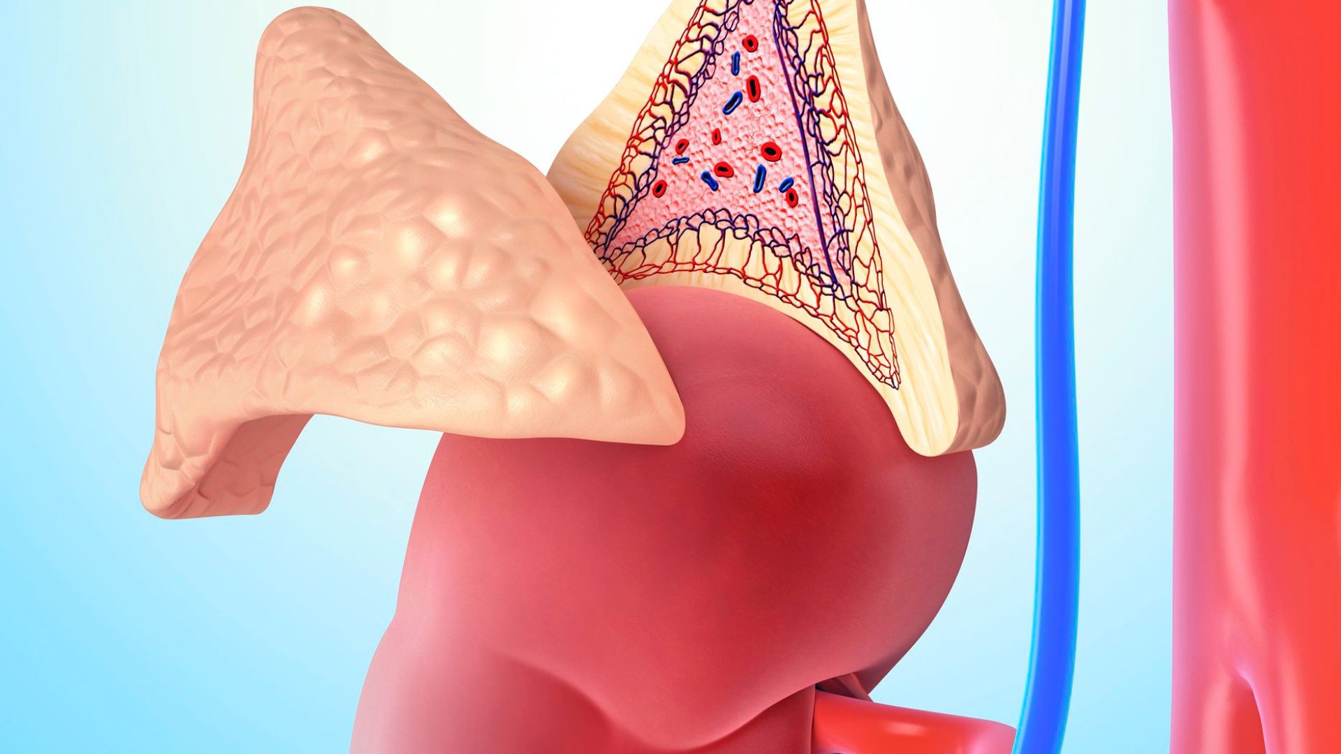 Hình ảnh mô mềm giúp đánh giá cấu trúc khu vực tuyến thượng thận