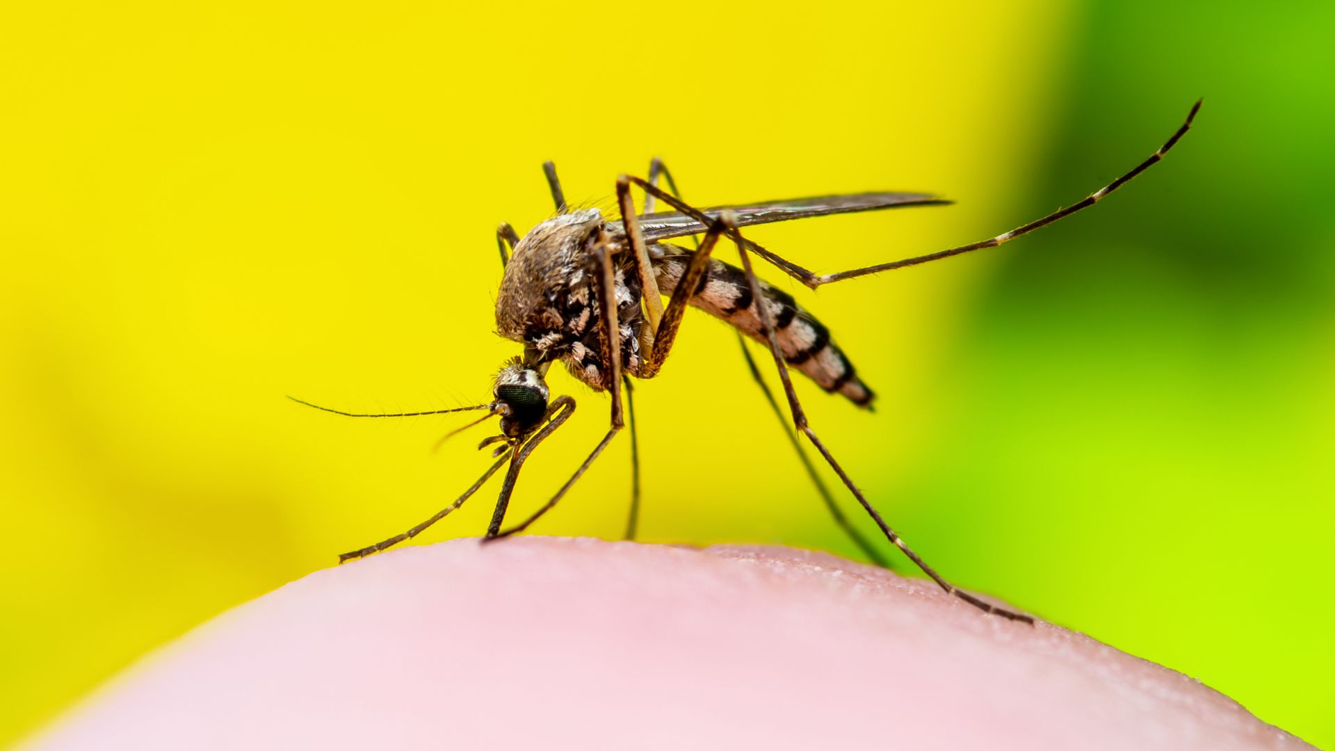 Tổng quan về virus chikungunya? Cách phòng ngừa virus gây bệnh chikungunya như thế nào? 2