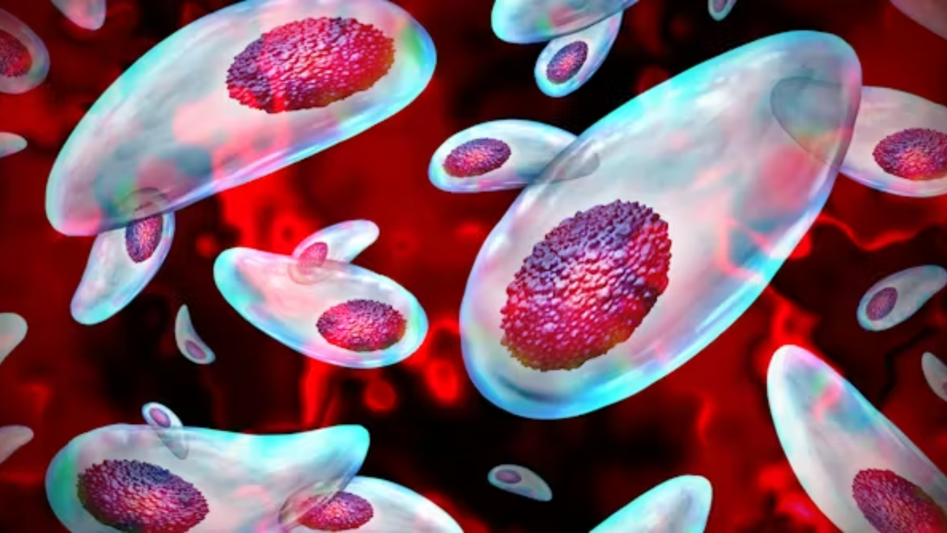 Toxoplasma gondii là ký sinh trùng lây từ mèo sang người, tồn tại lâu nhưng đa số không có triệu chứng