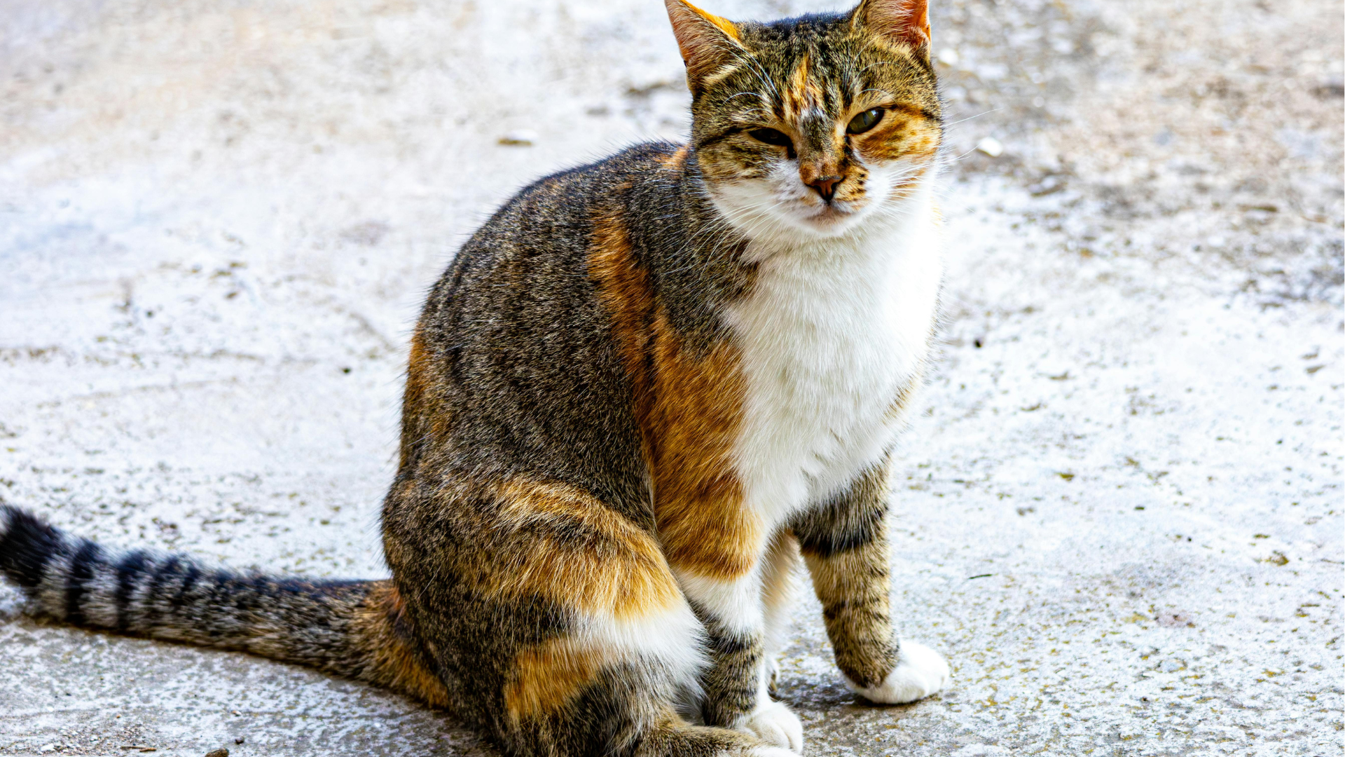 Mèo là vật chủ chính của Toxoplasma gondii, thải oocyst ra môi trường đất nước lâu dài