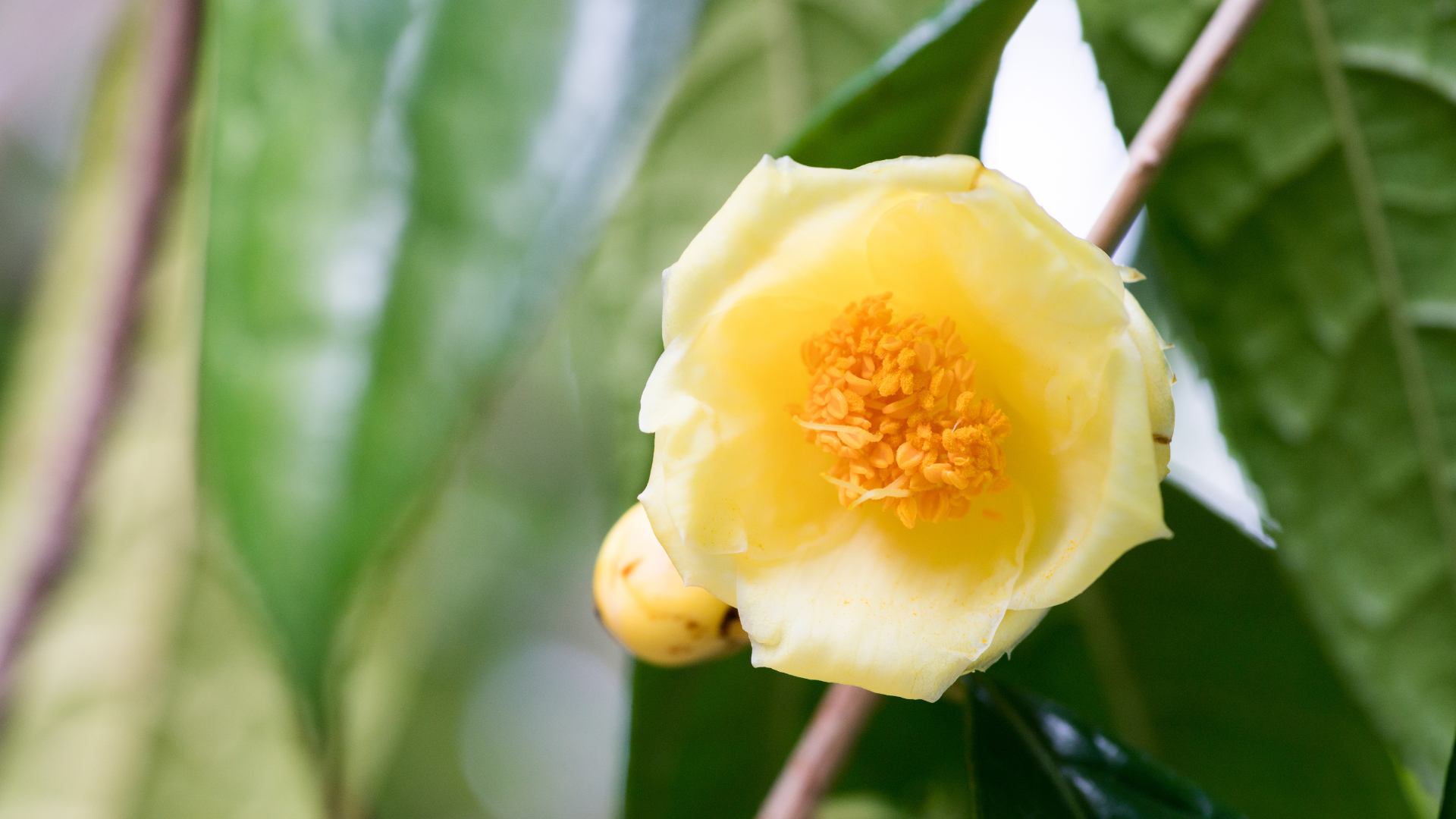 Dùng 3 đến 5 bông hoa mỗi lần pha, trà thơm dịu, giữ nguyên hoạt chất tự nhiên