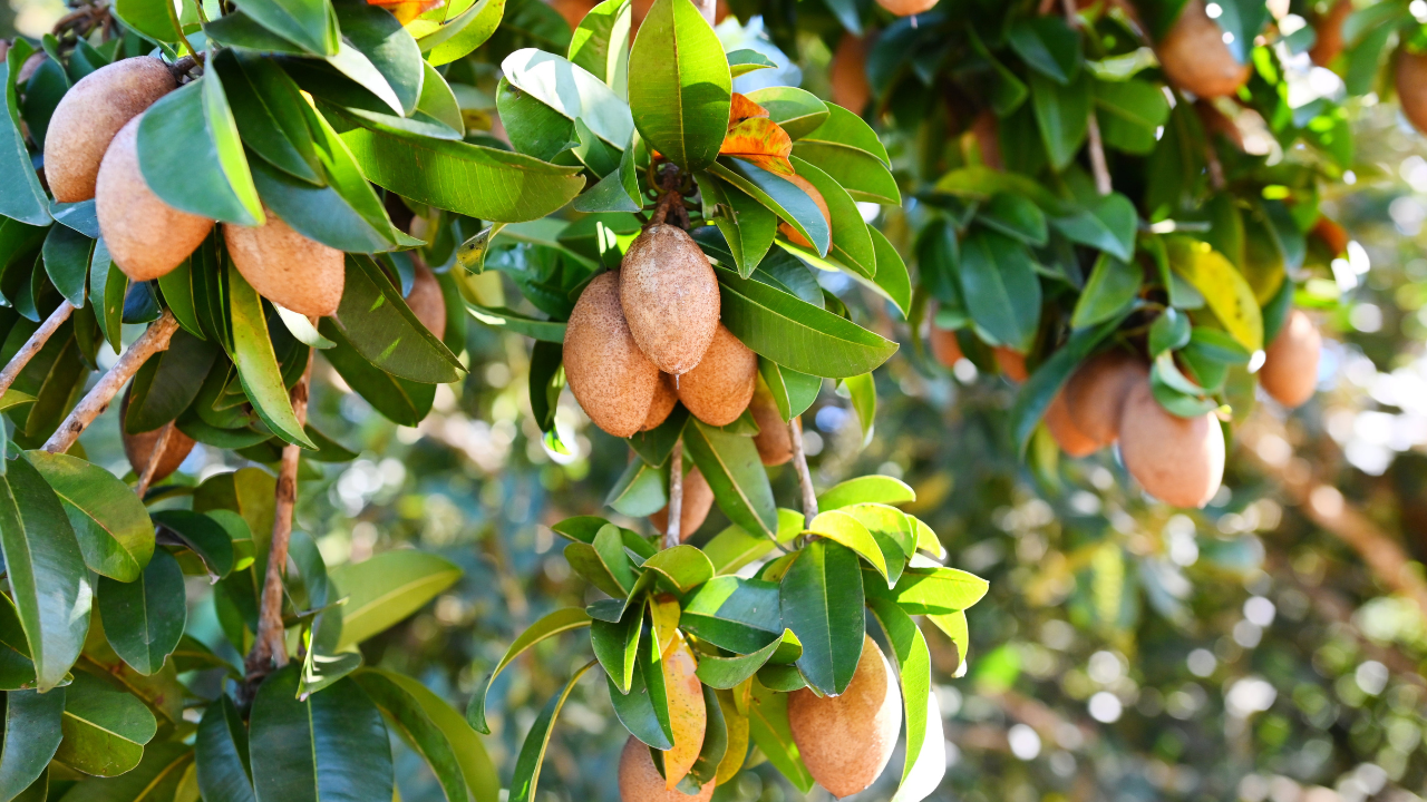 Trái hồng xiêm và những lợi ích cho sức khỏe 2