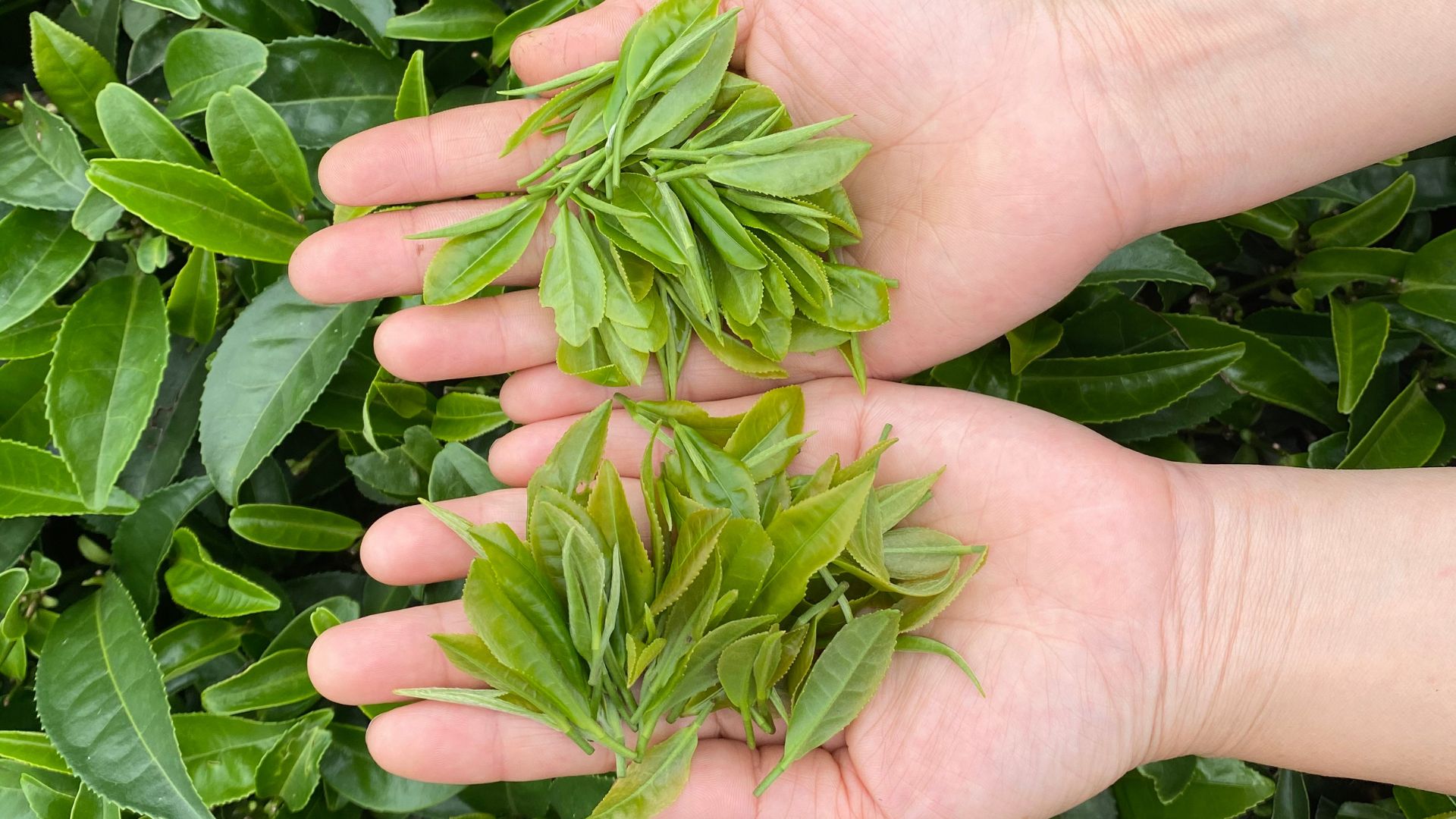 Trẻ bị tay chân miệng tắm lá gì? Những lưu ý cha mẹ cần biết 1