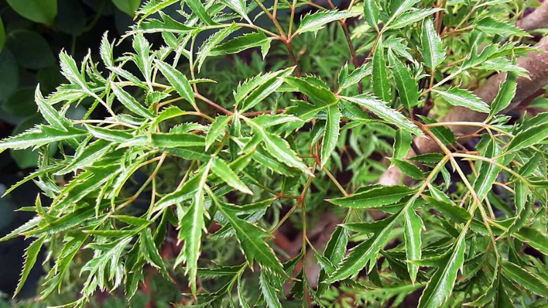 Trẻ sơ sinh tắm lá đinh lăng đúng cách giúp làm sạch da và giảm rôm sảy hiệu quả