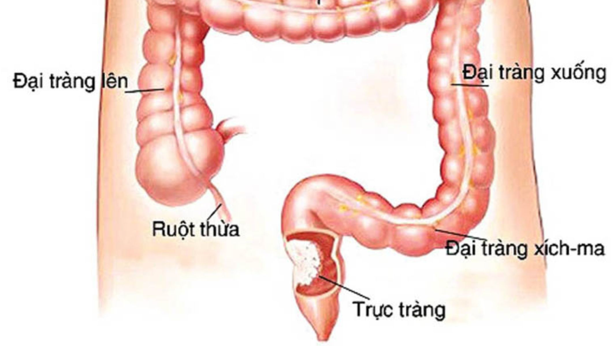 Trực tràng là gì? Những điều cần biết 1