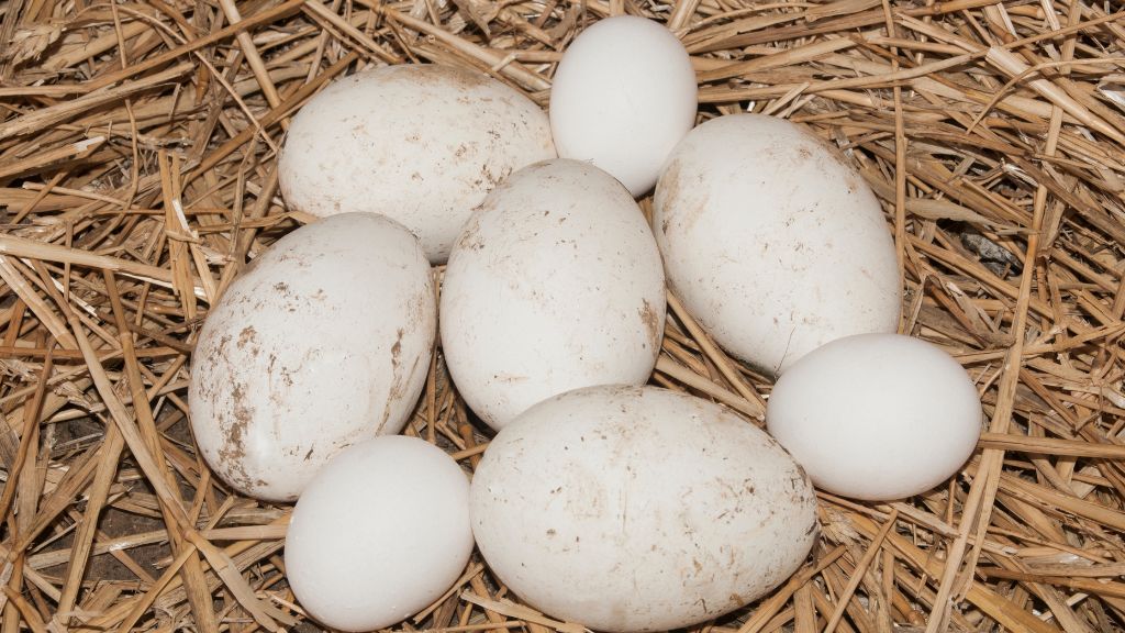 Trứng gà so là lứa trứng đầu, có kích thước nhỏ hơn và đôi khi có hình dạng hơi khác so với trứng gà trưởng thành