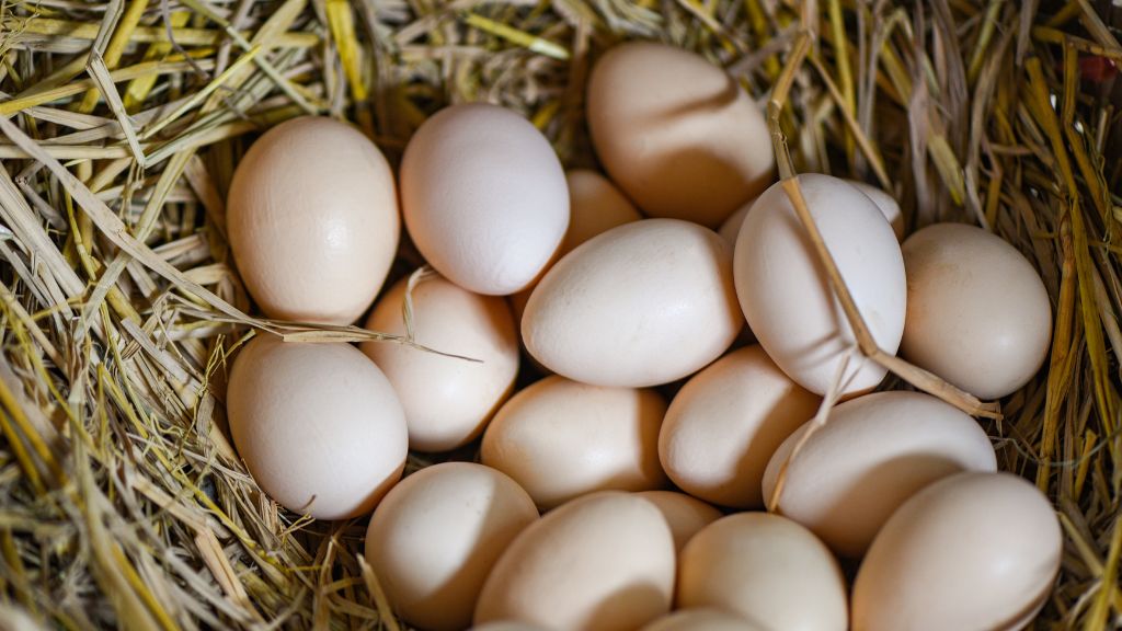 Việc chọn lựa trứng chất lượng giúp bạn an tâm hơn khi chế biến và sử dụng trong bữa ăn hàng ngày