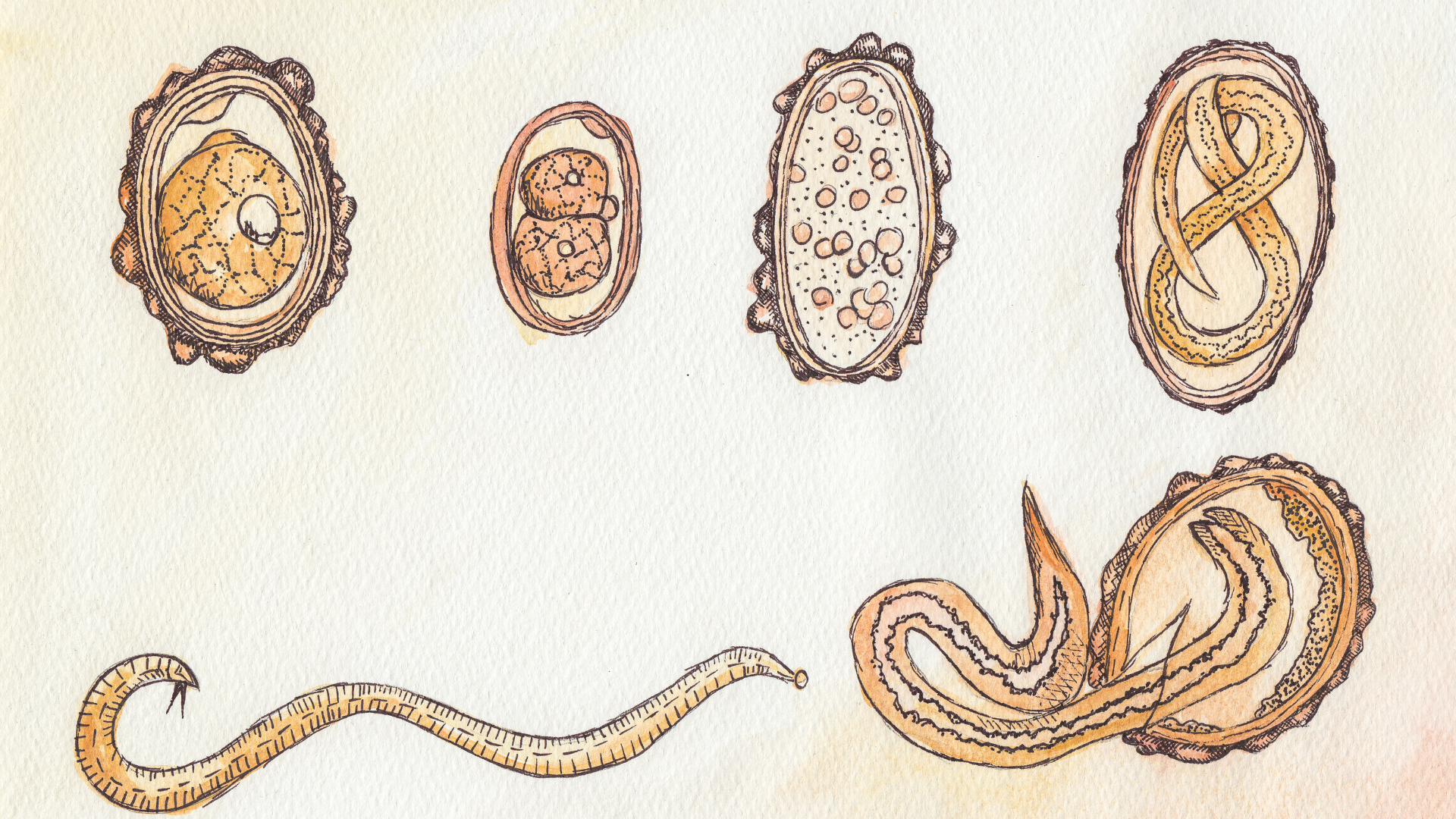 Giun đũa phát triển qua nhiều giai đoạn khác nhau