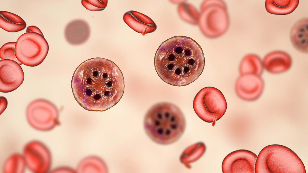 Trùng sốt rét nguyên nhân gây bệnh nguy hiểm 4