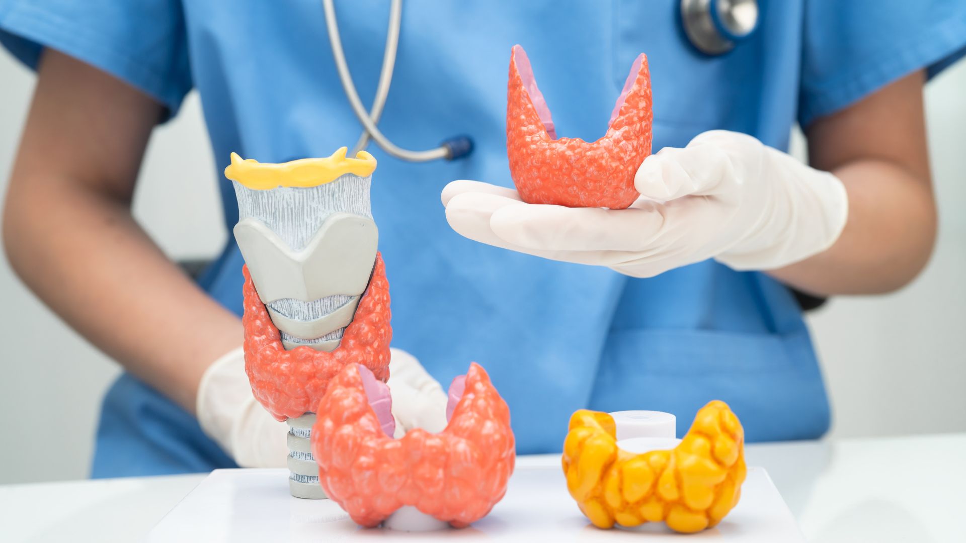 Tuyến giáp bình thường là khi cấu trúc và chức năng hoạt động bình thường