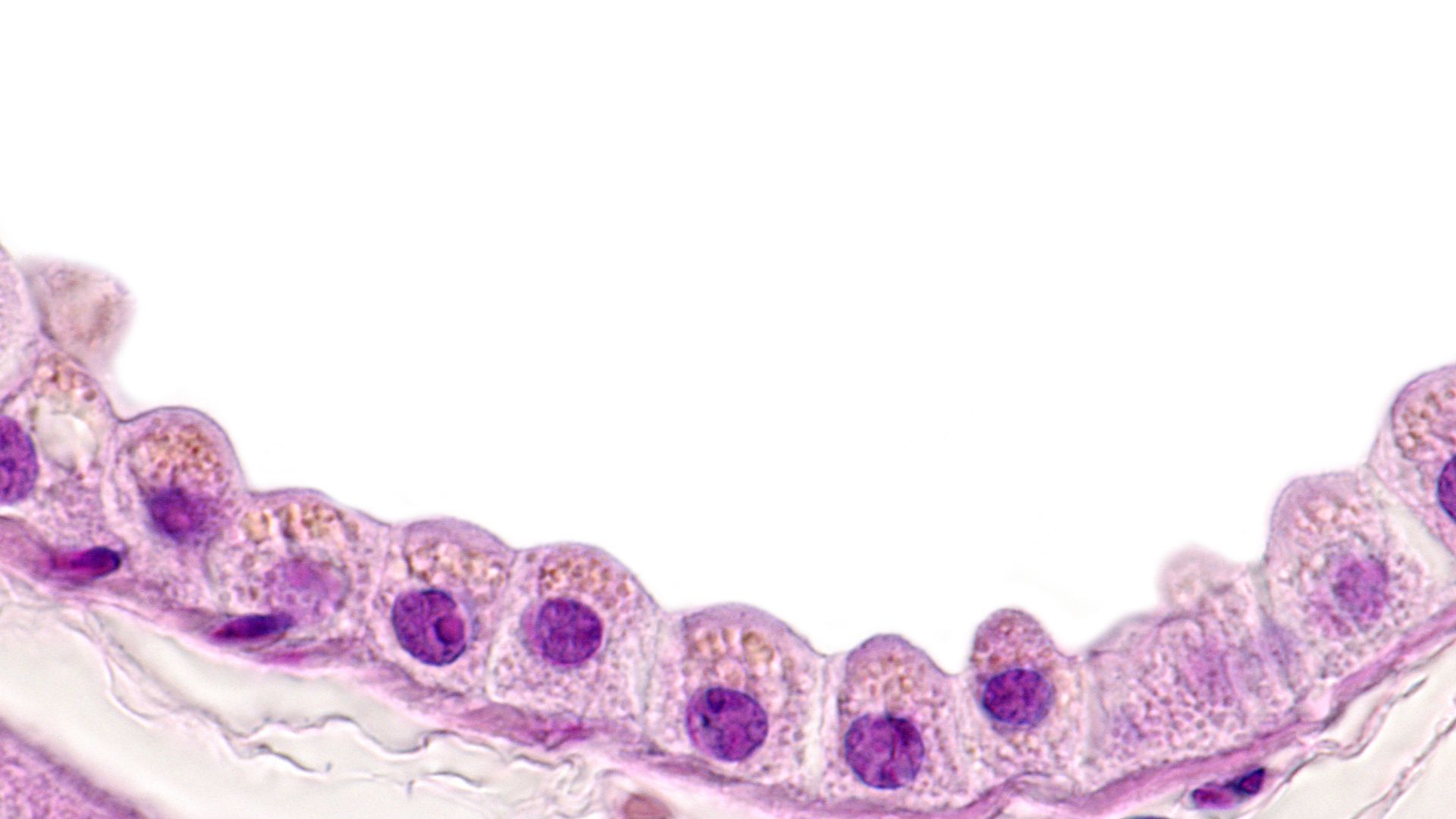 Vị trí và cấu trúc cơ bản của tuyến mồ hôi trong da