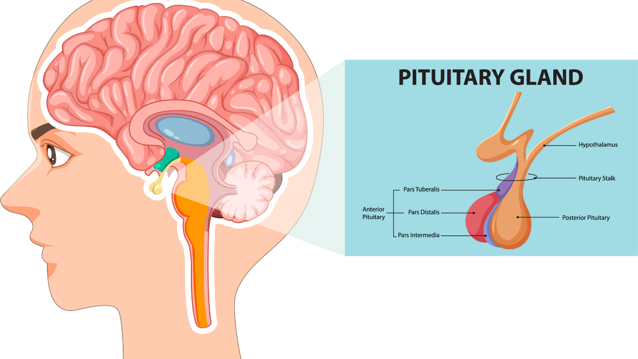 Tuyến yên được chia thành ba phần chính: Thùy trước, thùy giữa và thùy sau