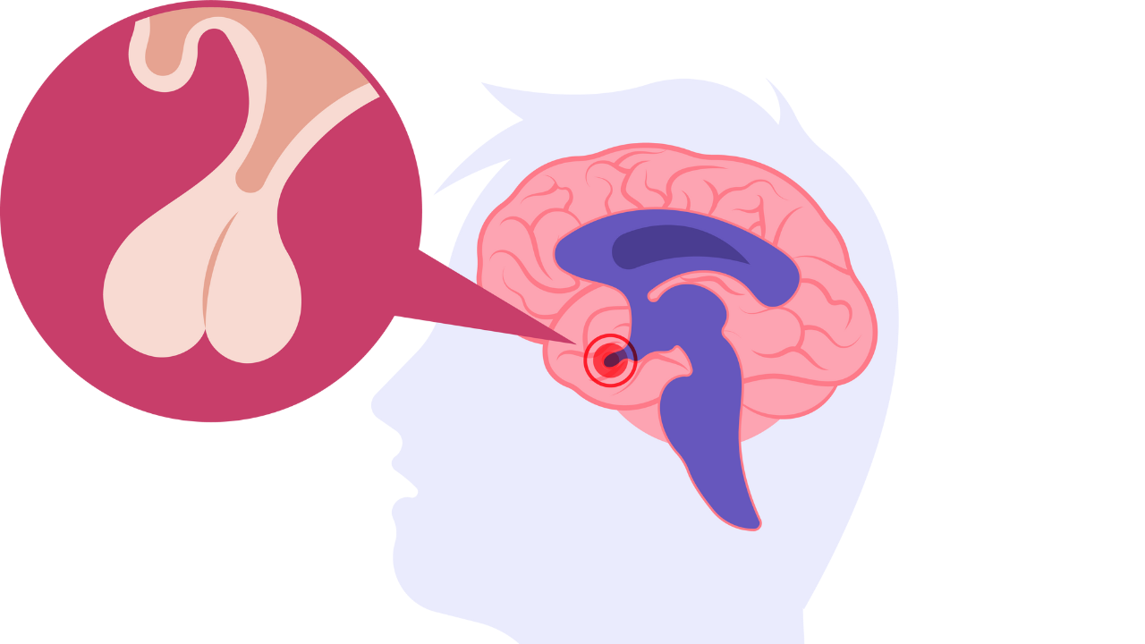 Tuyến yên tiết ra nhiều loại hormone quan trọng giúp duy trì sự cân bằng sinh lý