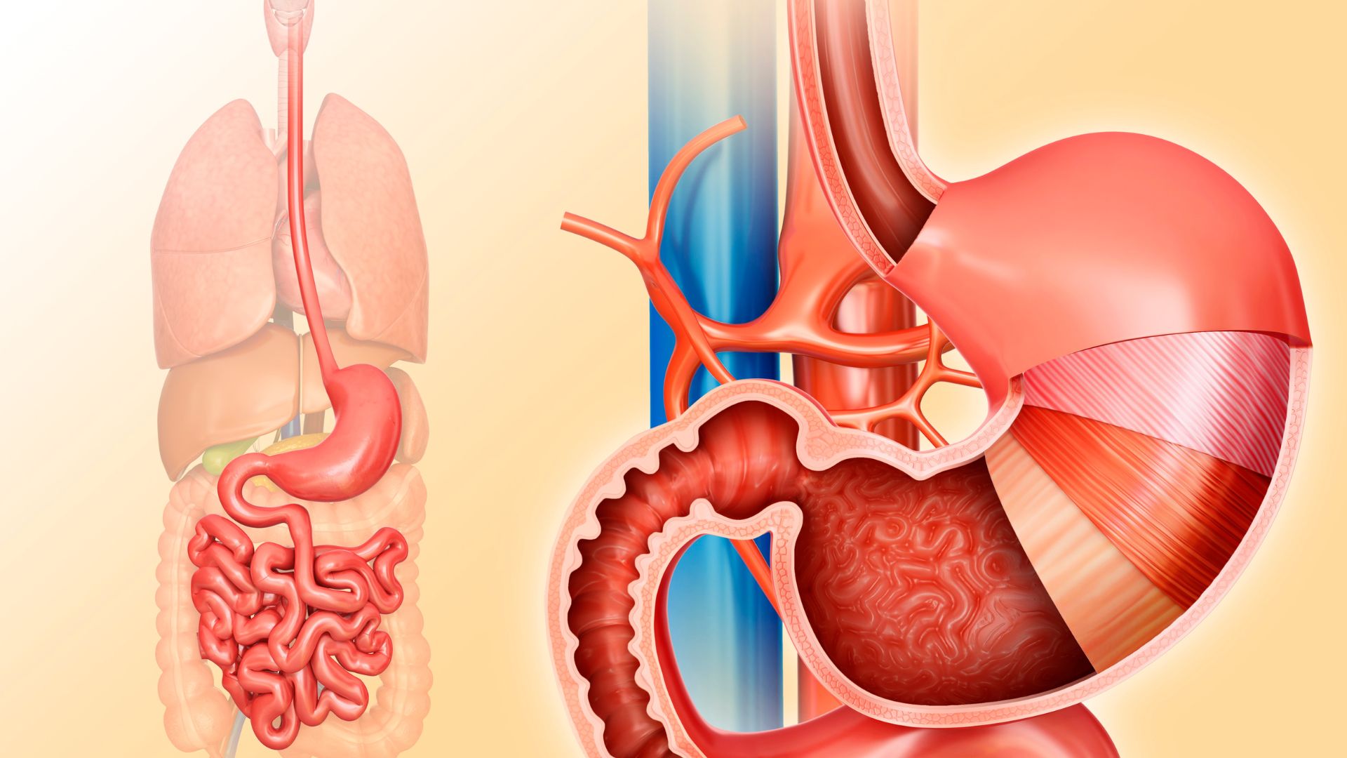 Ung thư dạ dày có mấy giai đoạn? Hiểu rõ để điều trị hiệu quả hơn 1