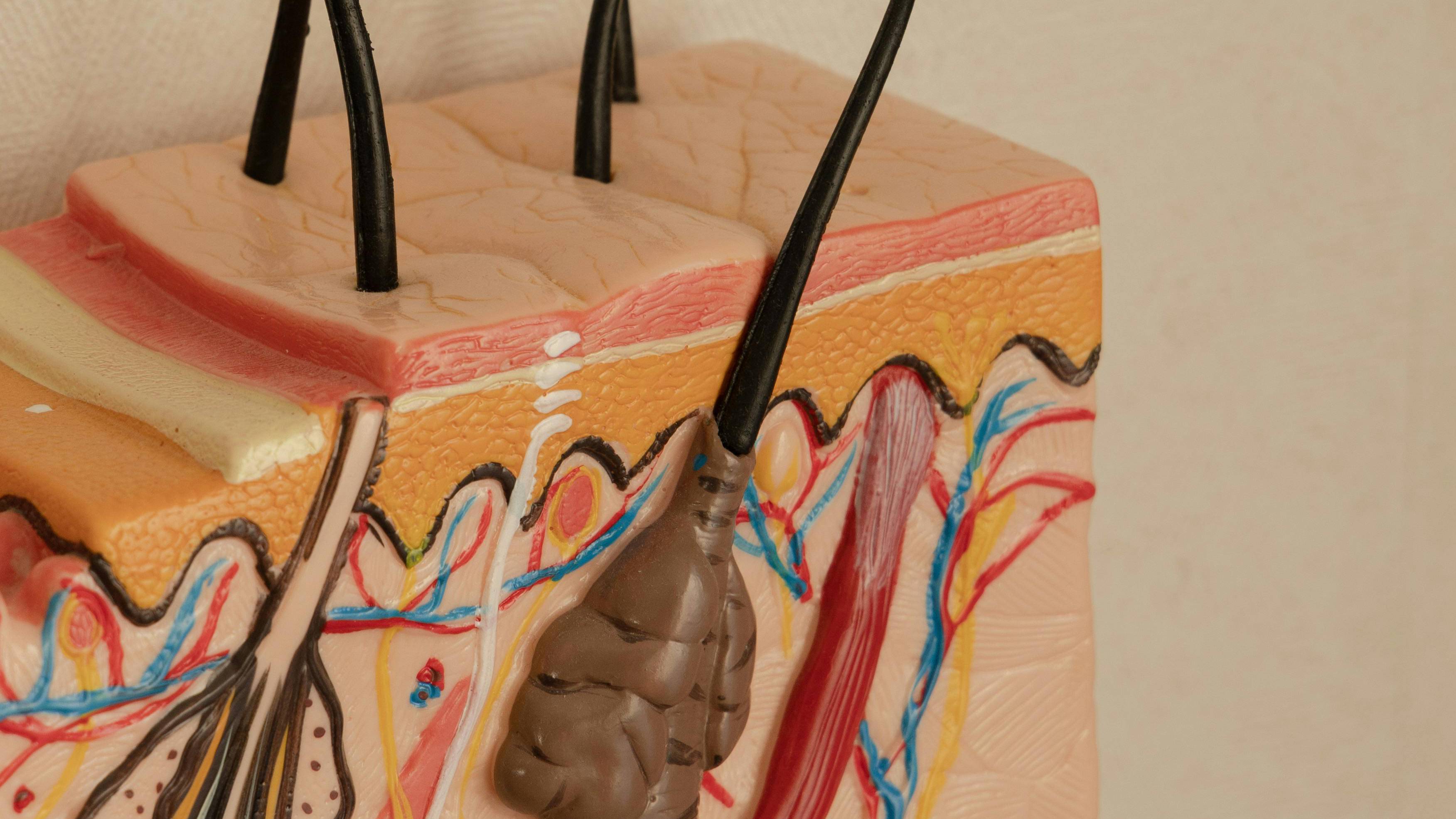 Về cấu trúc da ở người, da gồm ba lớp chính gồm thượng bì, trung bì và hạ bì