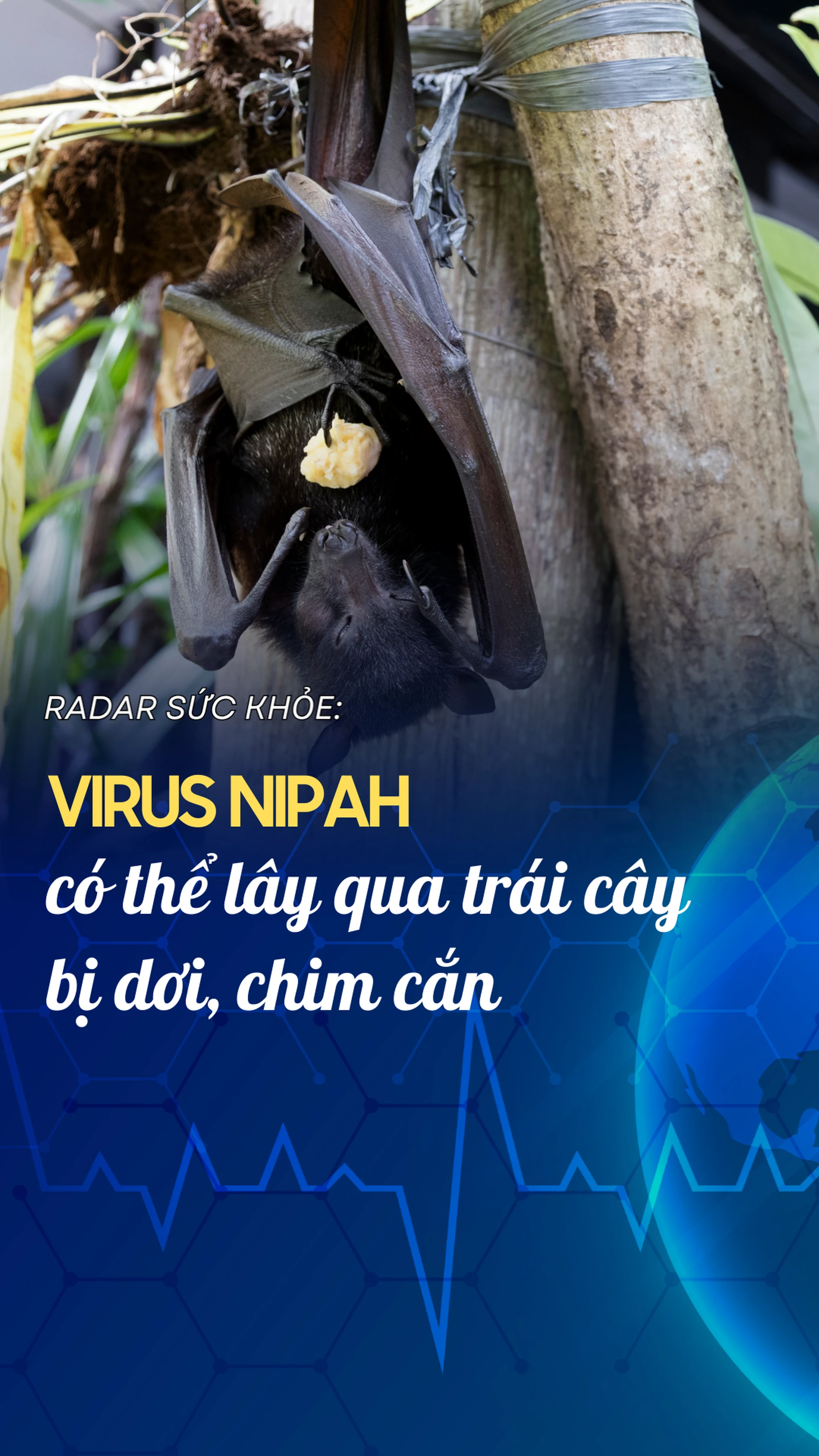 virus_nipah_co_the_lay_qua_trai_cay_bi_doi_chim_can_301fab00ab