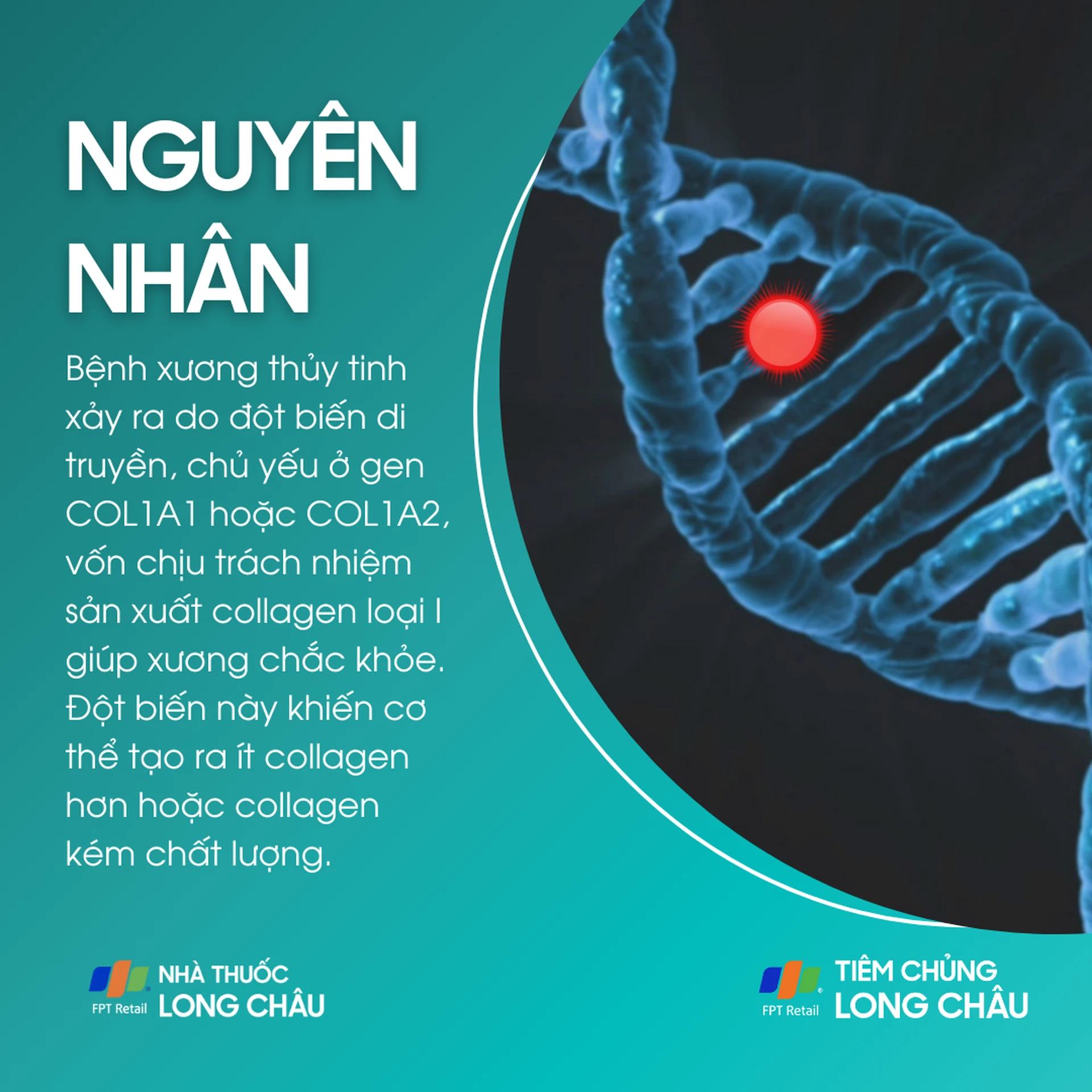 xuong_thuy_tinh_3_9dd3c47f8a