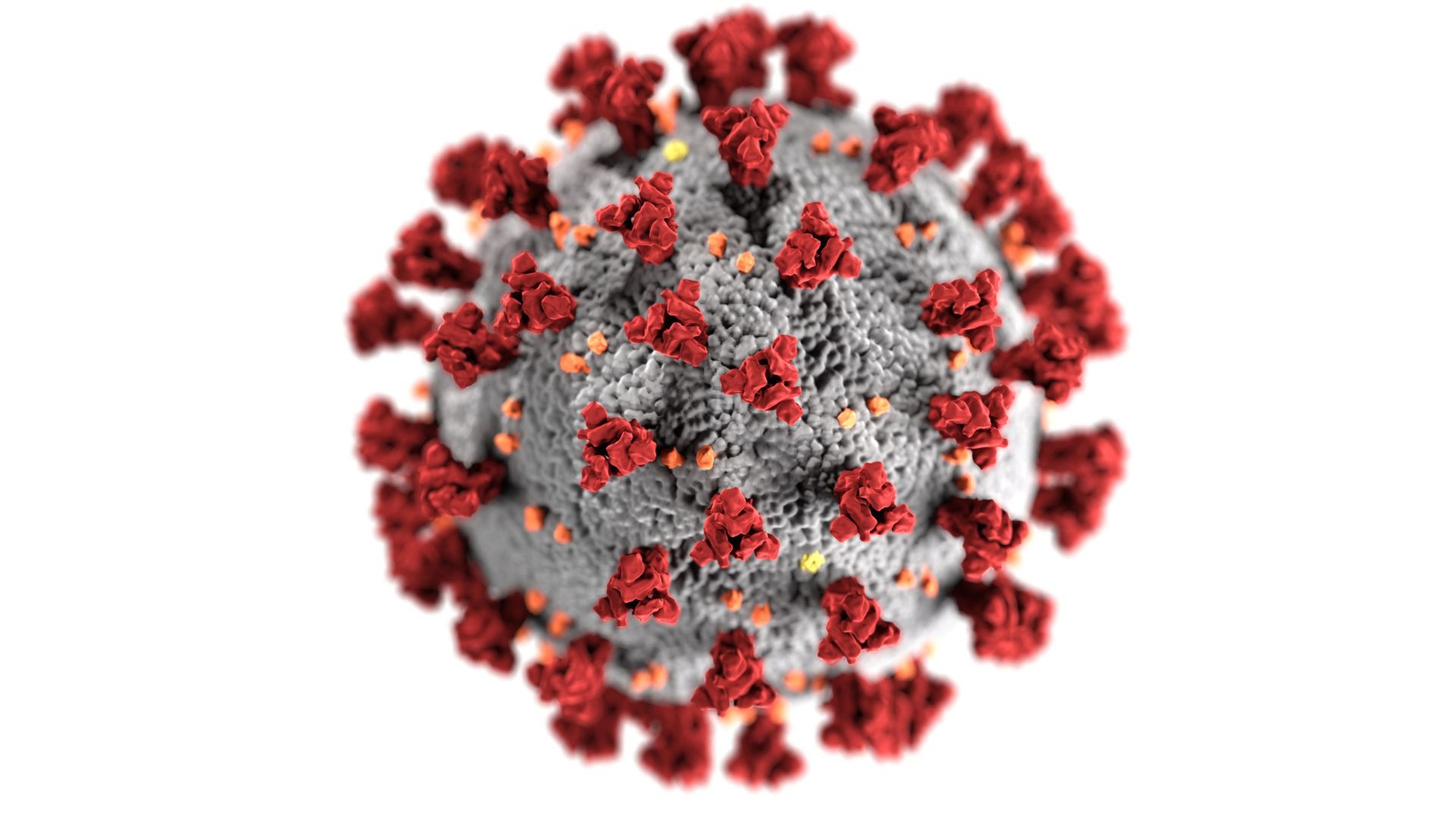 rubella-trieu-chung-nguyen-nhan-chan-doan-dieu-tri-va-phong-ngua 2.jpg