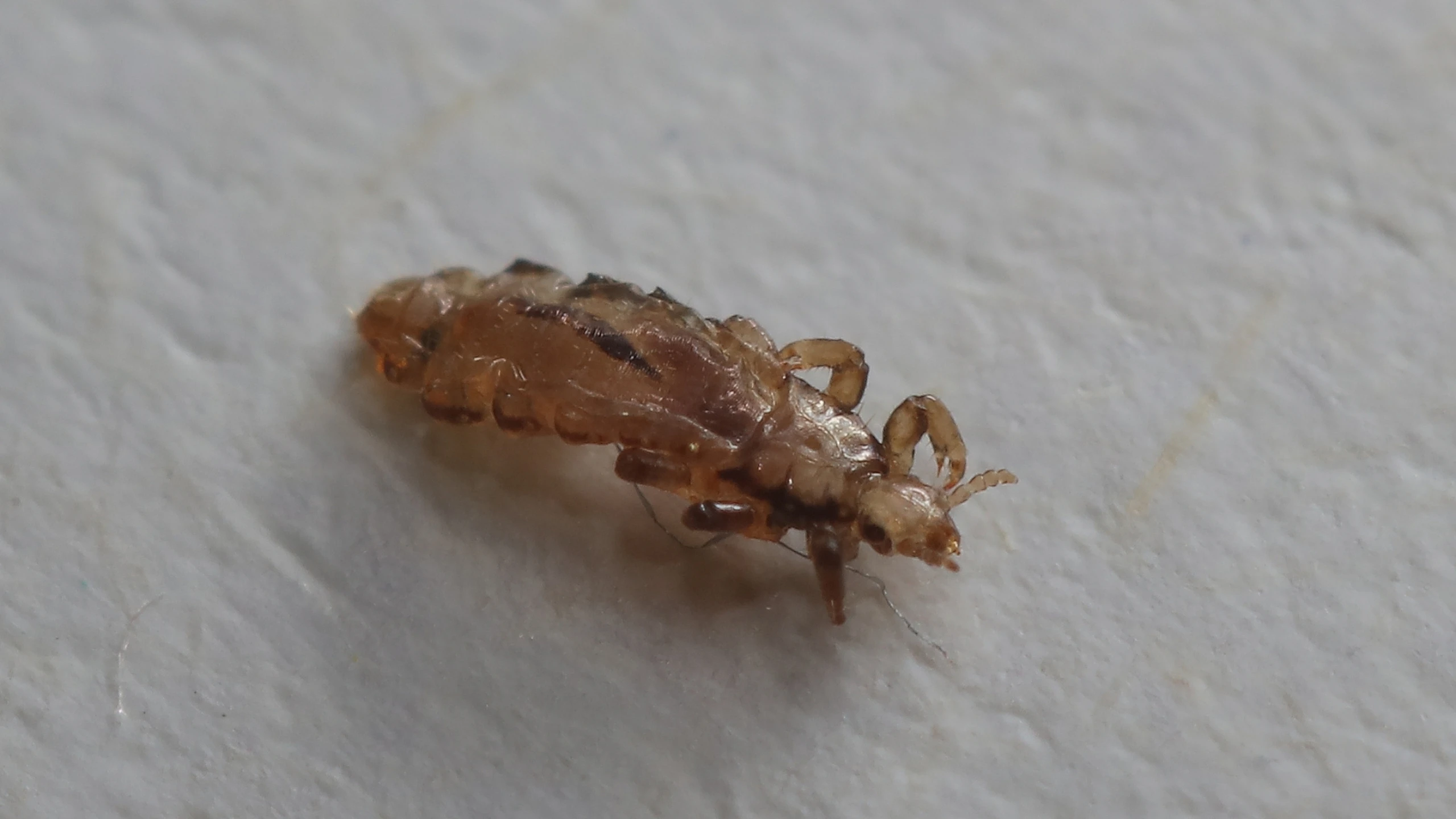 benh_a_z_chay_ran_1_6e10c688a9