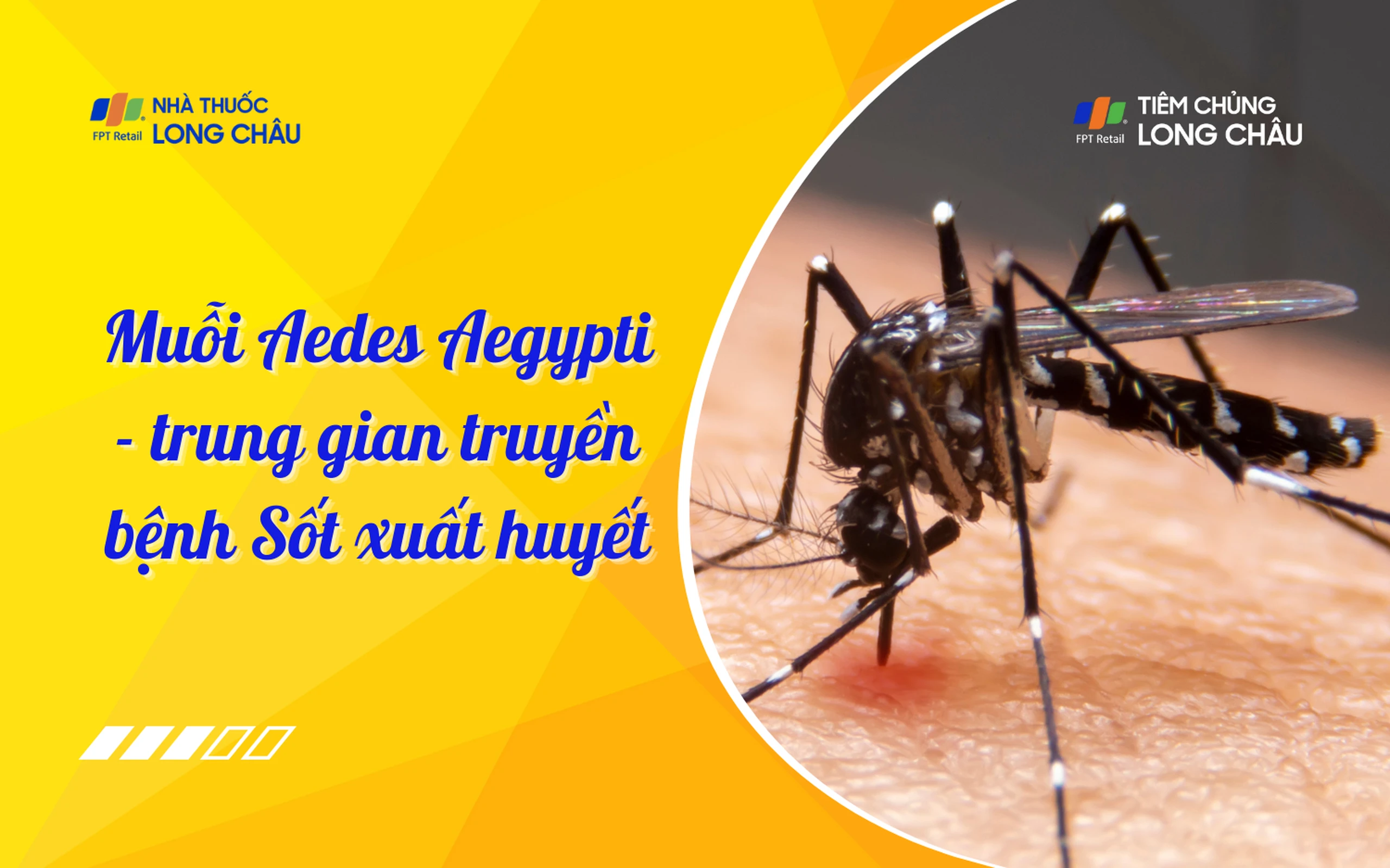 sot_xuat_huyet_dengue_5_cf2f899618