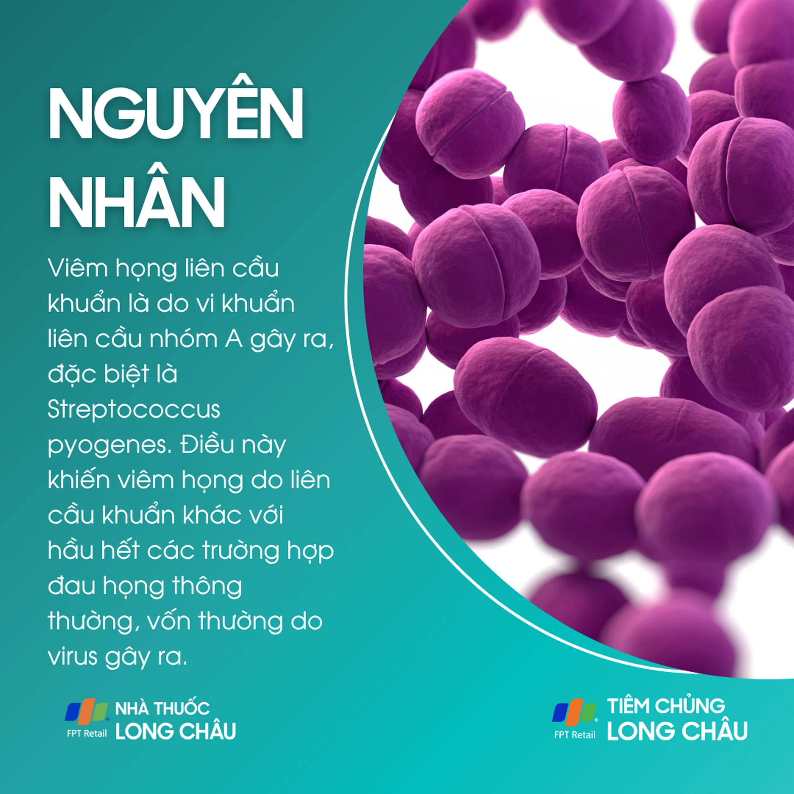 viem_hong_do_lien_cau_khuan_3_5d7de7d3f5