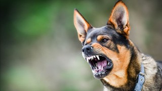 Bệnh dại mùa nắng nóng và cách phòng tránh hiệu quả