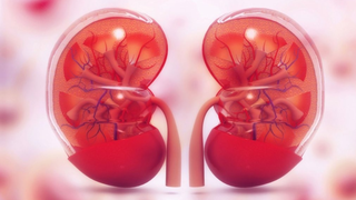 Lao thận là gì? Nguyên nhân, triệu chứng và cách phòng ngừa