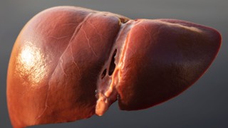 Phân thùy gan là gì? Cách phân chia gan và ý nghĩa trong y học