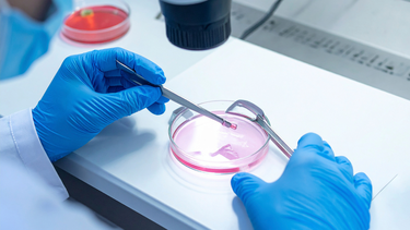 Trữ phôi là gì? Quy trình trữ phôi hiện nay