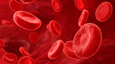 Chức năng của hệ tuần hoàn và tầm quan trọng đối với sức khỏe