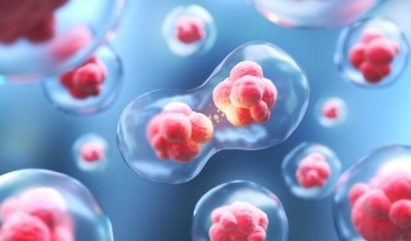 Lưu trữ tế bào gốc là gì? Các nguồn tế bào gốc có thể sử dụng