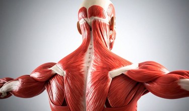 Tiêu cơ vân là gì? Nguyên nhân, biểu hiện và cách phòng ngừa