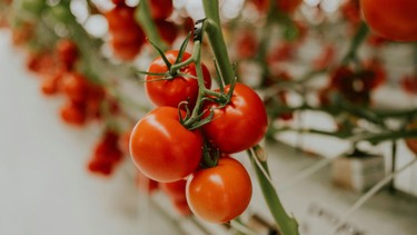 Ăn cà chua sống có tác dụng gì? Lợi ích sức khỏe và cách ăn đúng