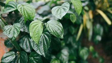 Ăn lá lốt có mất sữa không? Khi nào nên và không nên ăn?