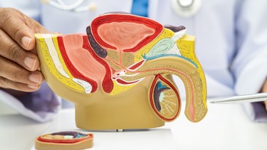 Bao quy đầu là gì? Tìm hiểu chức năng, bệnh lý và cách chăm sóc