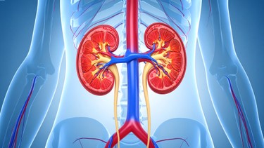 Hẹp niệu quản là gì? Những điều cần biết về hẹp niệu quản