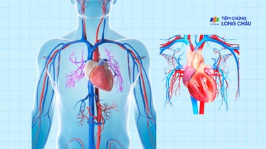 Suy tim: Nguyên nhân, triệu chứng và phương pháp điều trị