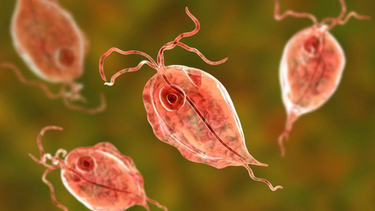 Bệnh ký sinh trùng phổ biến nhất ở Việt Nam và những điều cần biết