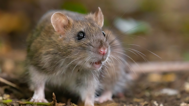 Bị chuột cắn có sao không? Mức độ nguy hiểm và cách xử trí đúng