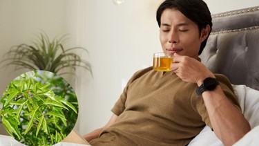 Bị huyết áp thấp có uống được lá đinh lăng không?