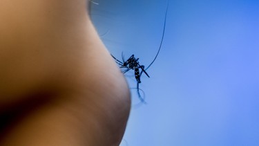 Cảnh báo dịch Chikungunya bùng phát toàn cầu, nguy cơ lan rộng