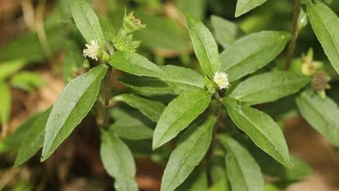 Cây cỏ mực có tác dụng gì? Cách sử dụng cỏ mực an toàn