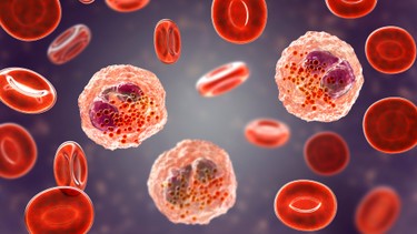 Chỉ số Gran trong xét nghiệm máu là gì? Khi nào là bất thường?