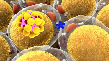 Chỉ số mỡ nội tạng chuẩn là bao nhiêu? Cách đo và giảm hiệu quả tại nhà