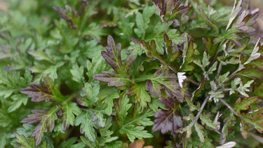 Có nên đắp lá ngải cứu hơ nóng lên vết chó cắn không? 